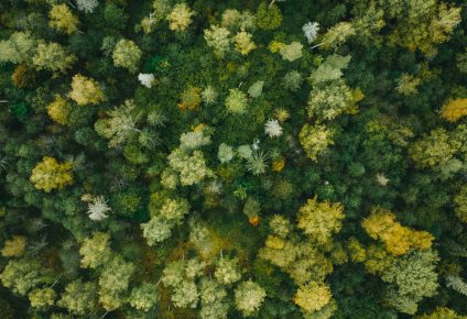 A birds eye view of a forest